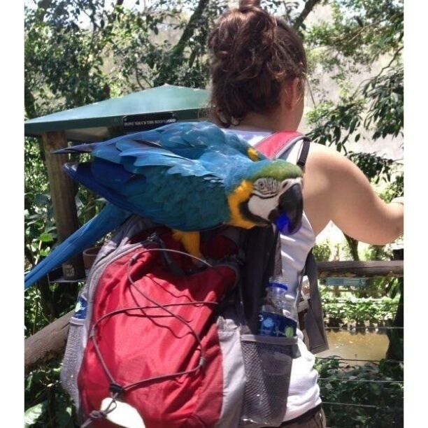 This #Macaw was an A-hole. By the time I left I thought my shoulders were sliced open. He kept trying to steal things off my backpack hahaha. It's a lot of fun though! I know it's so hot in #Kuranda you want to walk around naked but please wear a t-shirt for this experience. You'll save your shoulders! There are tons of birds .. If you pay a couple extra bucks for some treats you could get every bird in there to sit on your finger.