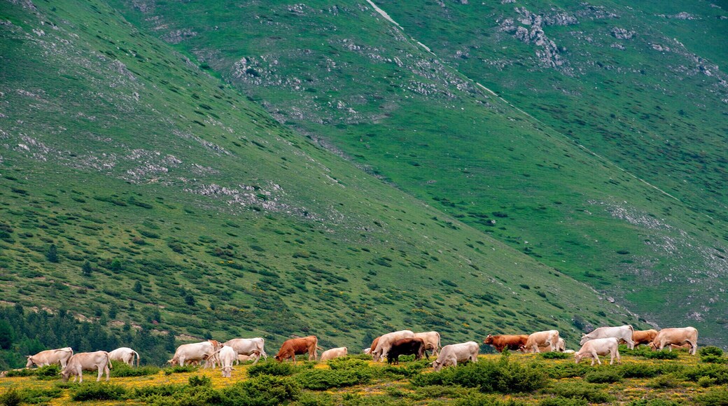 We just decided to visit this Great Sasso park. it is a beautiful place. Unfortunately, the road was blocked ahead. So I took a picture of the cattle before I left.