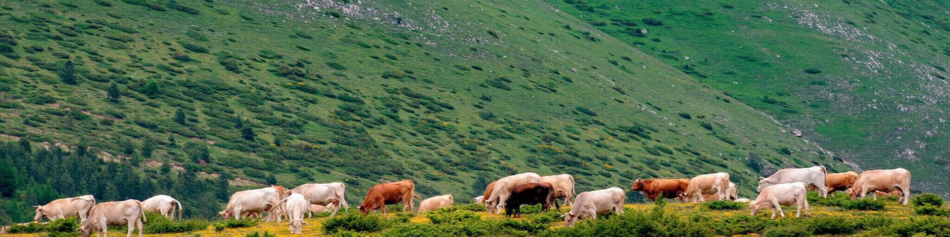 We just decided to visit this Great Sasso park. it is a beautiful place. Unfortunately, the road was blocked ahead. So I took a picture of the cattle before I left.