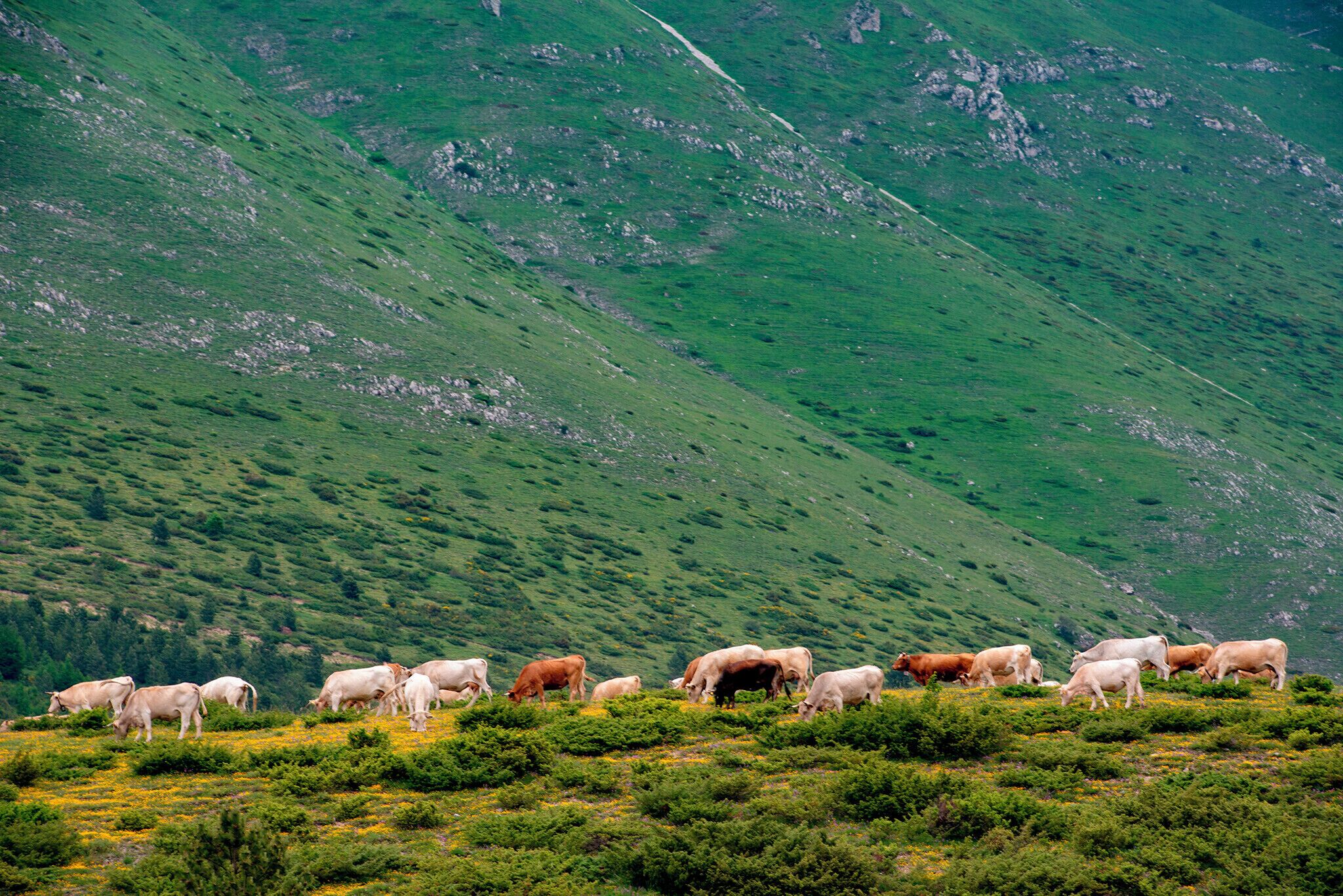 A herd of cattle grazing on a hillside with a mountainous backdrop.