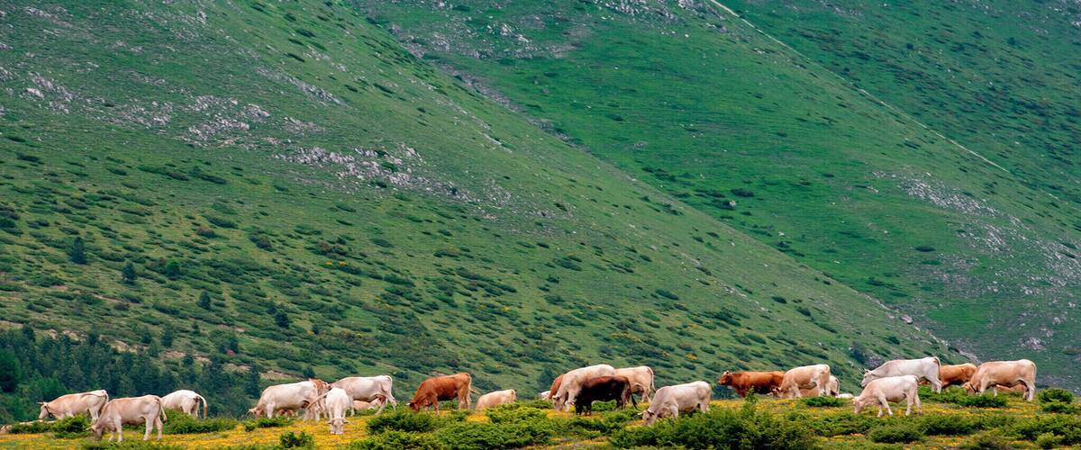 A herd of cattle grazing on a hillside with a mountainous backdrop.