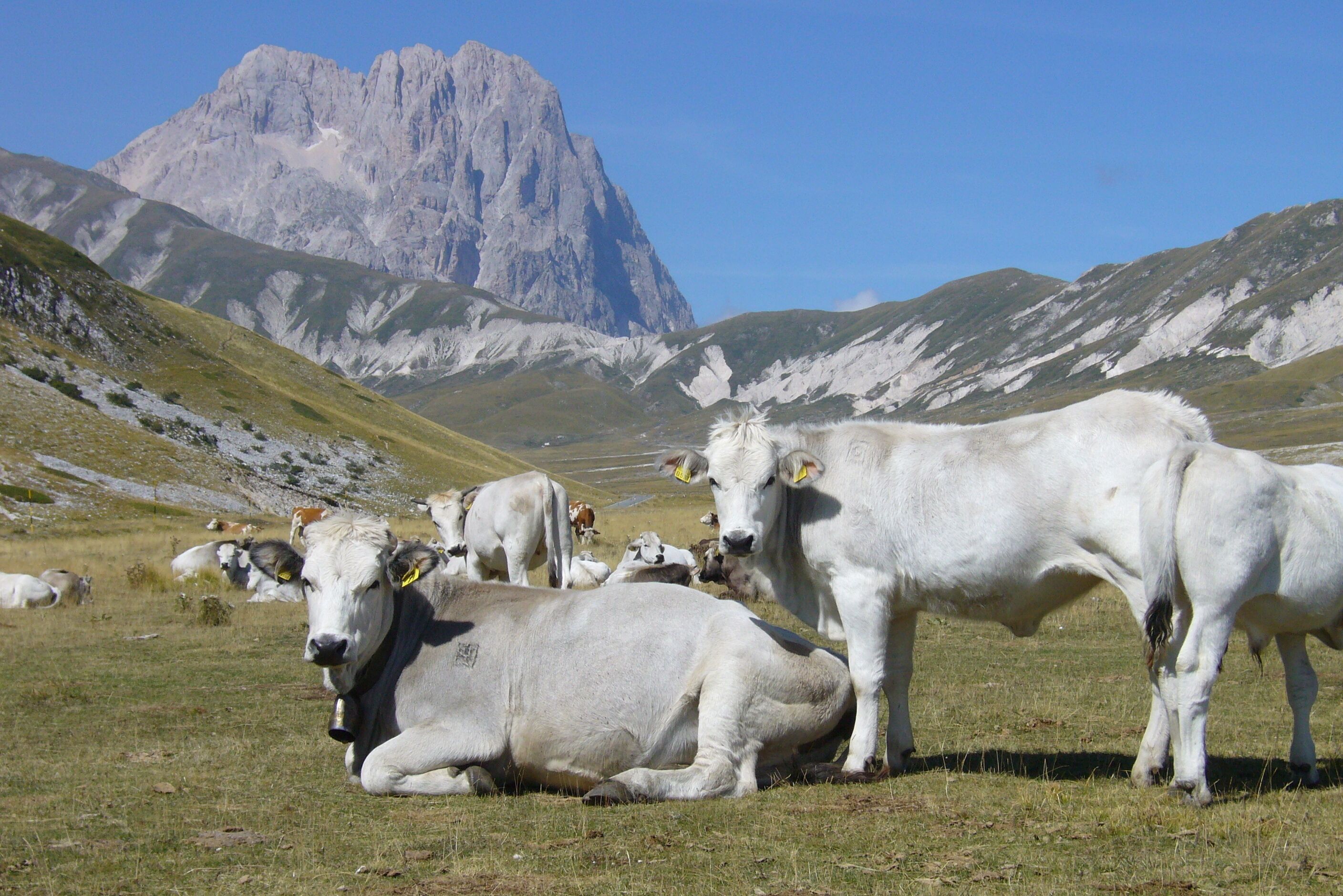 A herd of white cows grazing in a mountainous field with a prominent rocky peak in the background.