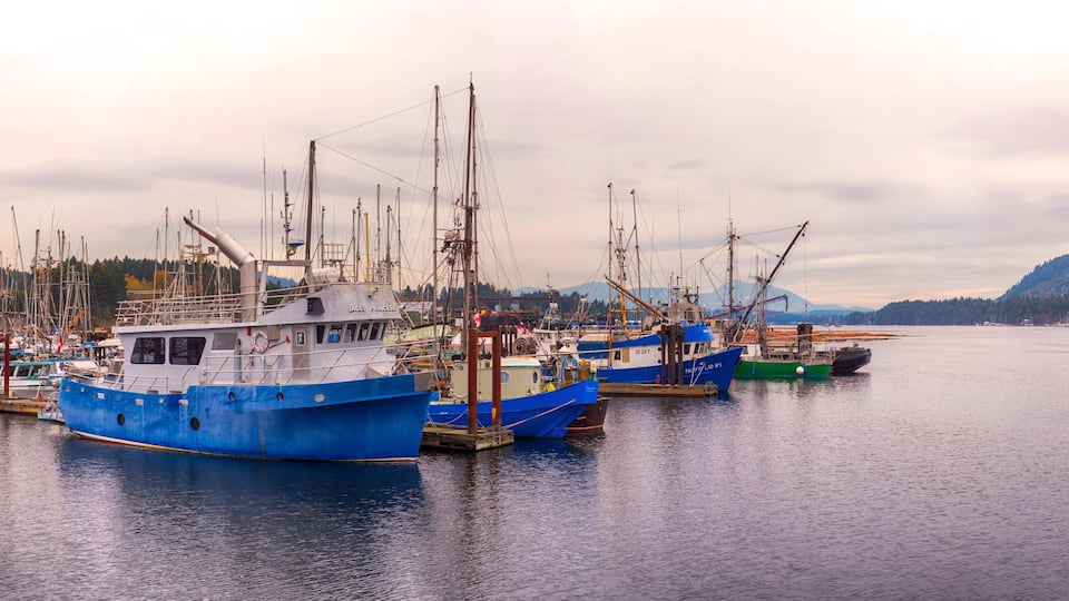 A harbor with multiple fishing boats docked, calm water, and a hilly landscape in the background.