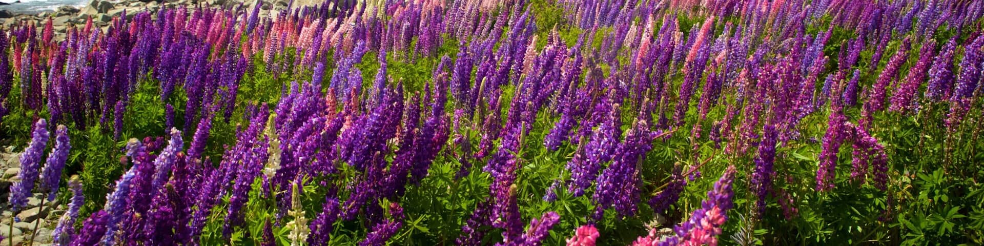 Lake Tekapo featuring mountains, a lake or waterhole and wild flowers