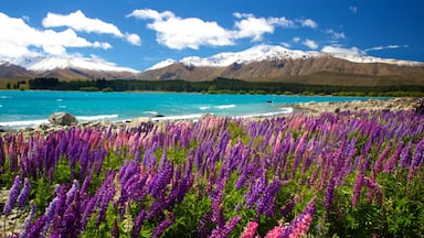 Lake Tekapo featuring mountains, a lake or waterhole and wild flowers