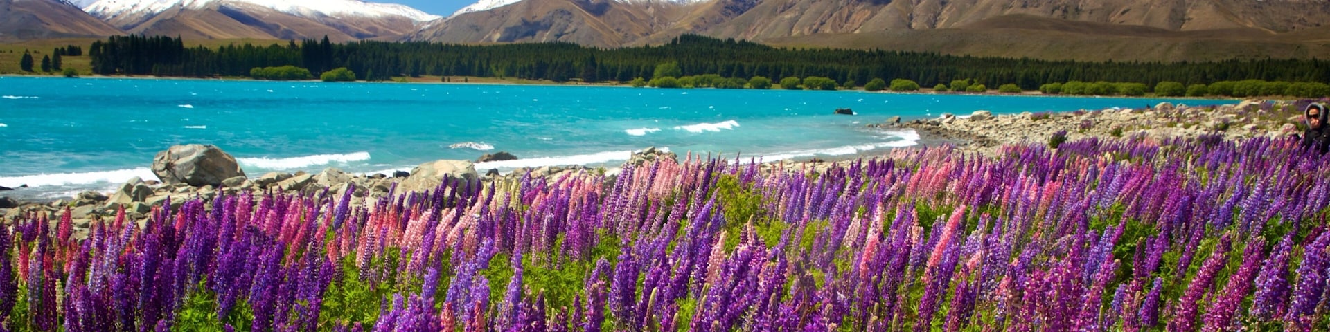 Lake Tekapo mostrando montañas, flores silvestres y un lago o espejo de agua