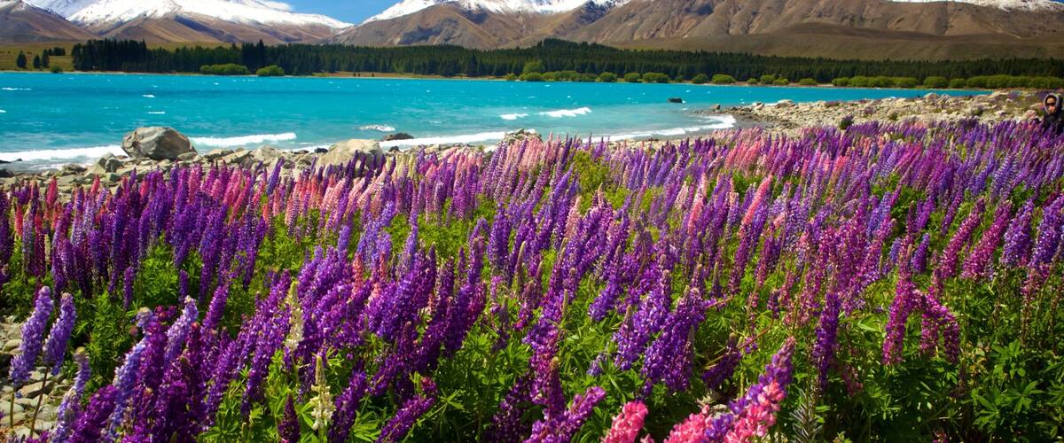 A lake with purple flowers in the foreground, a turquoise sea, and snow-capped mountains in the background.
