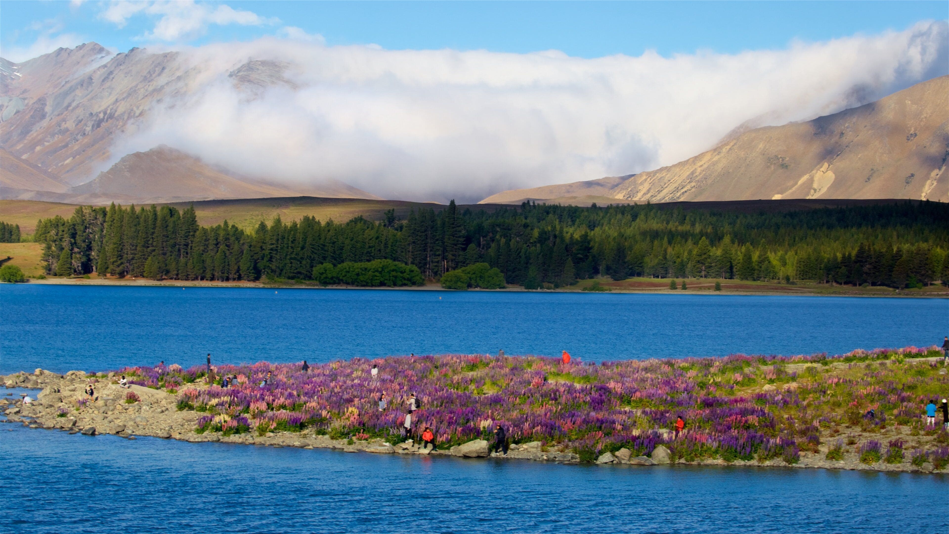 Un lago rodeado de montañas y un campo de flores moradas.