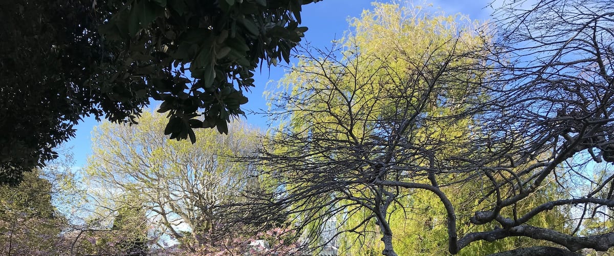Spring at Riddiford Gardens, Lower Hutt