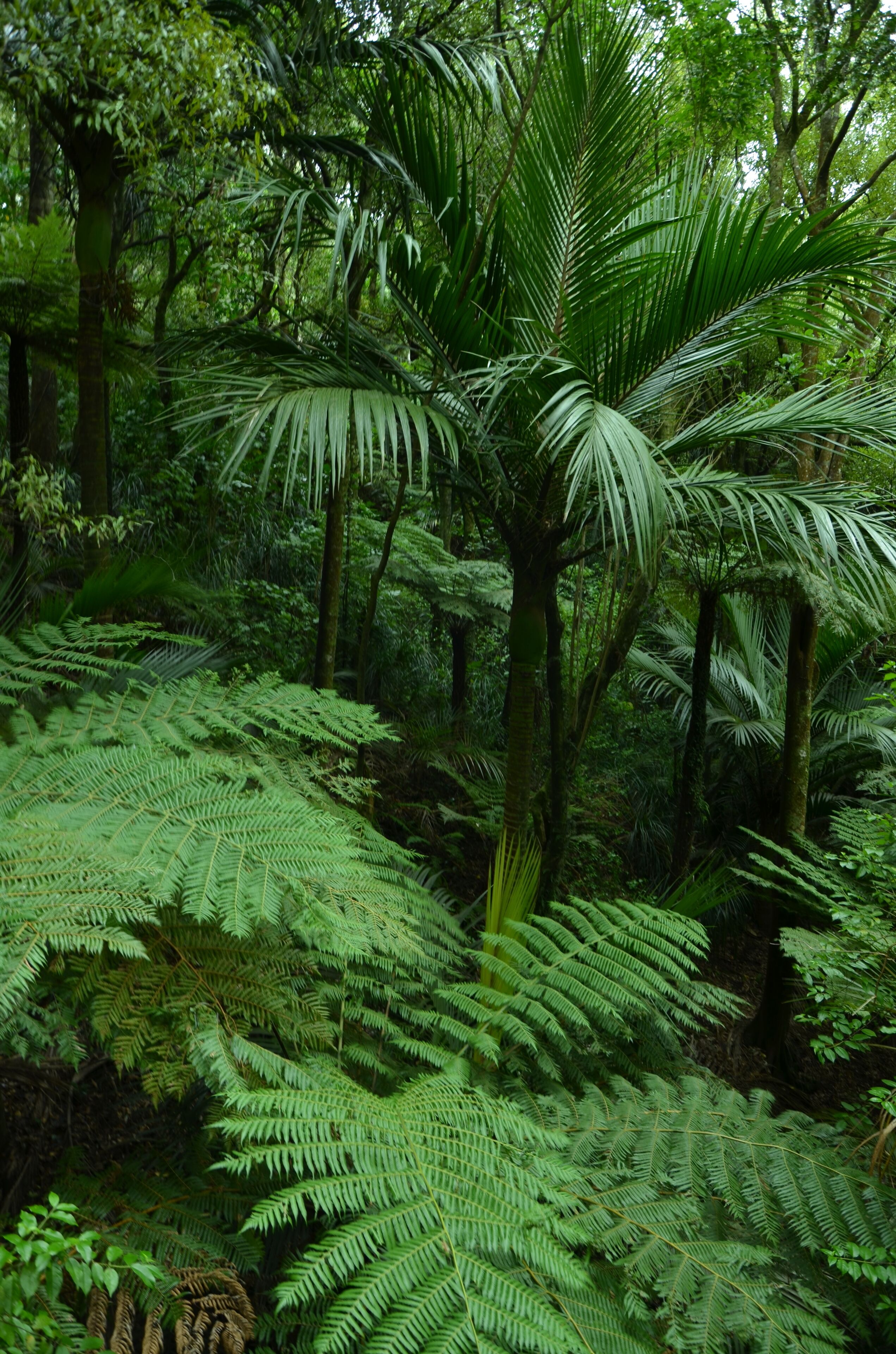 Korokoro domain waterfall loop