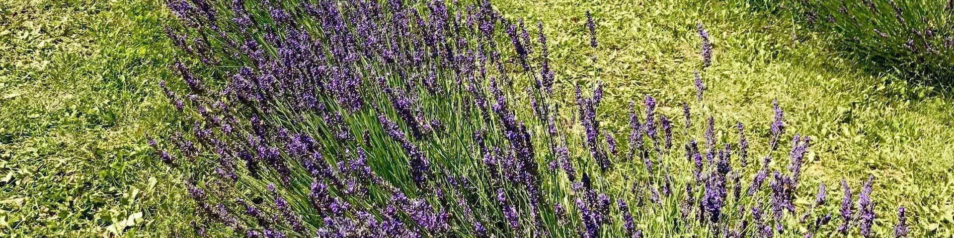 Lavender Farm Ontario Canada