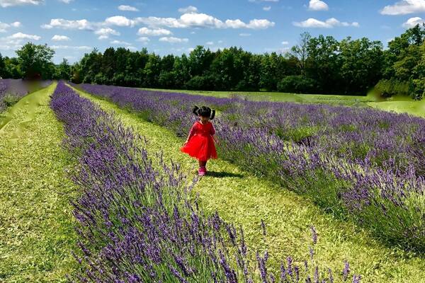 Lavender Farm Ontario Canada