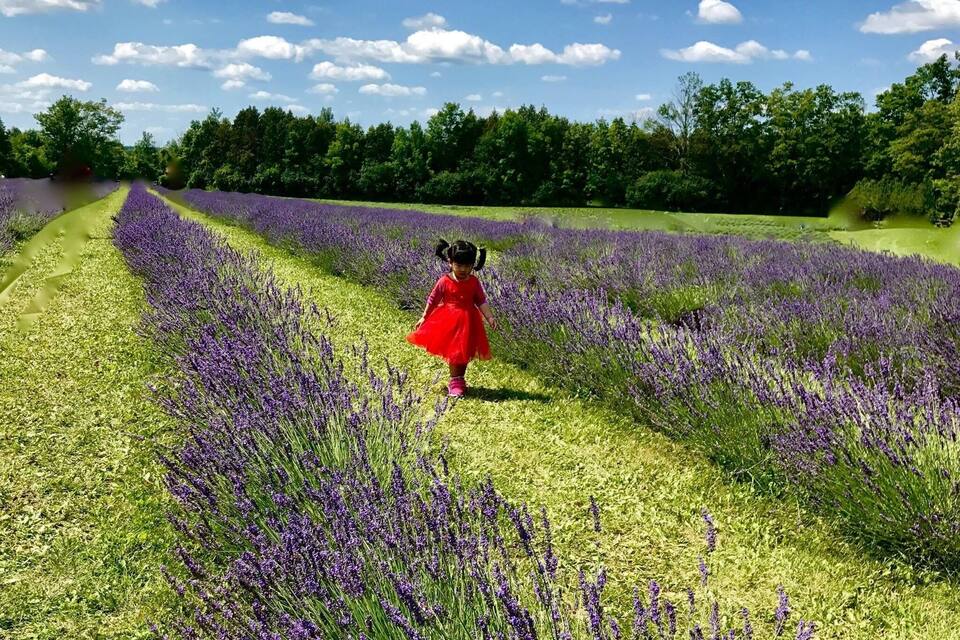 Una bambina con un vestito rosso cammina in un campo di lavanda sotto un cielo sereno.