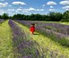 Lavender Farm Ontario Canada