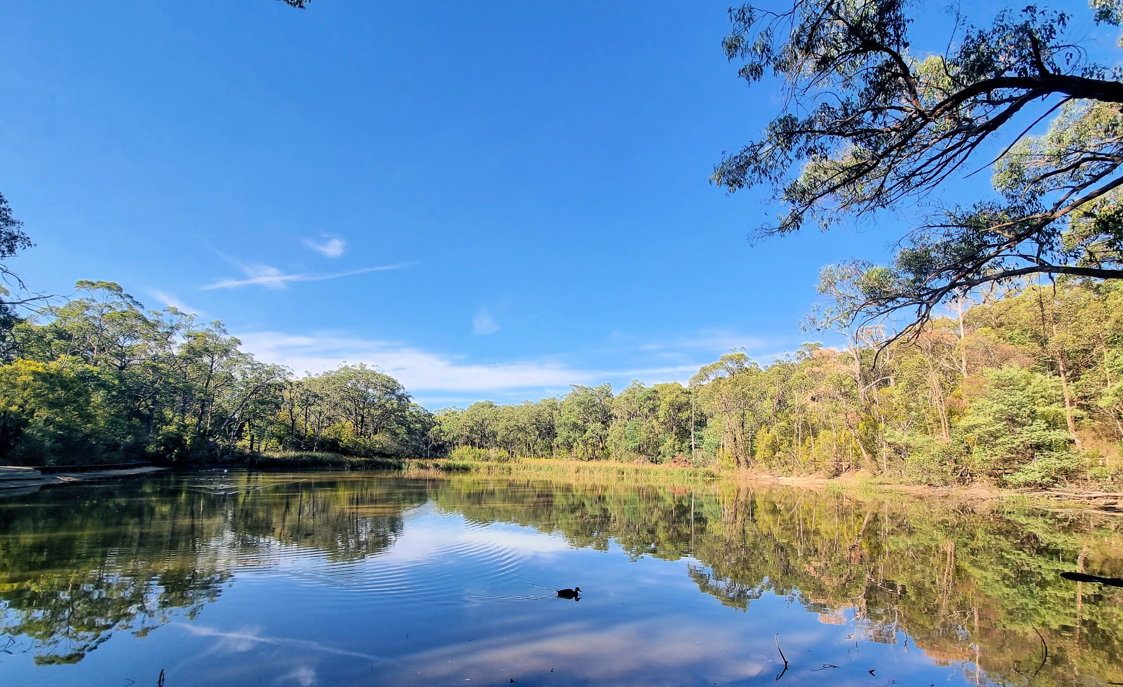 A lake surrounded by trees on the Edward Hunter Bush Reserve Moe Victoria. Reflections of the trees can be seen on the water.