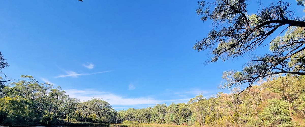 A calm lake surrounded by dense trees and clear blue sky.