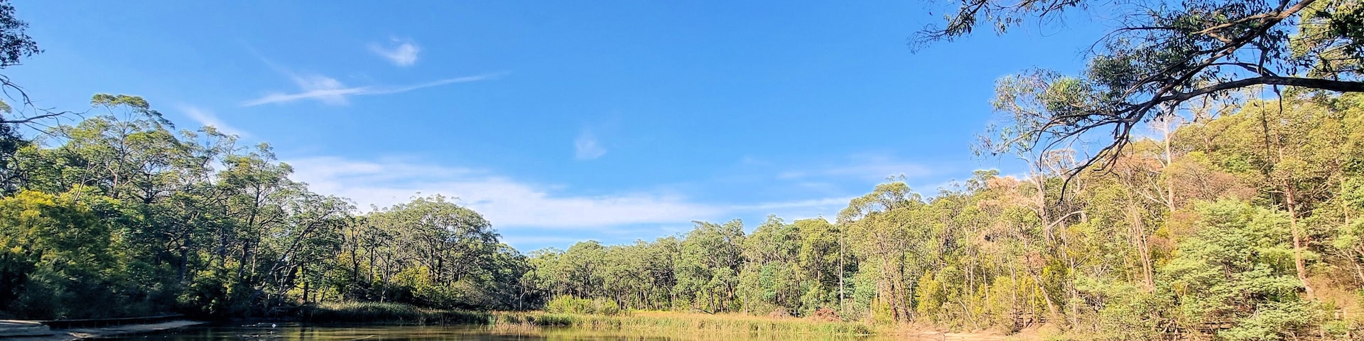 A calm lake surrounded by dense trees and clear blue sky.