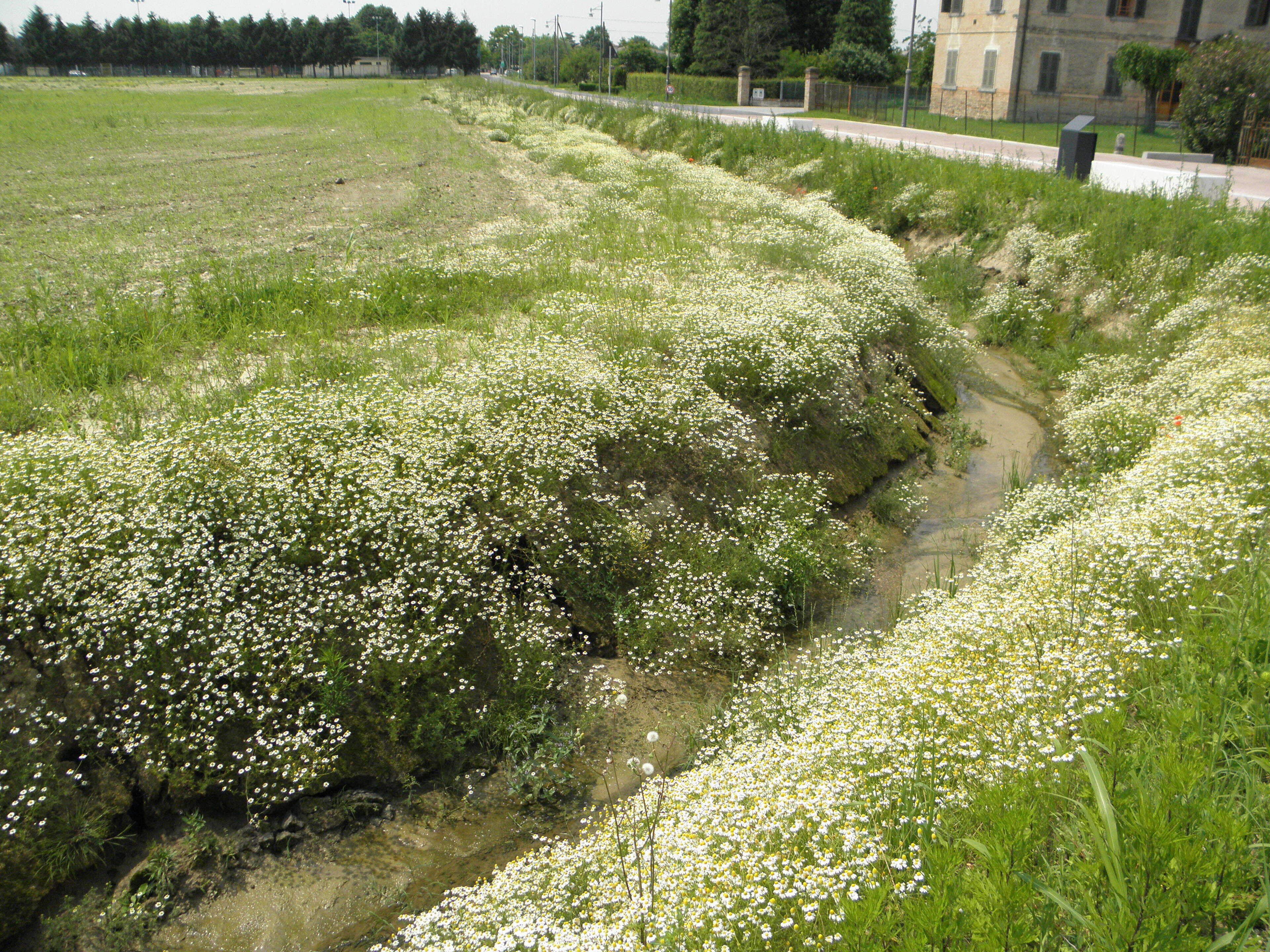 Campocroce, frazione di Mogliano Veneto: piante di camomilla (Matricaria recutita) ornano un fossato davanti il complesso dell'ex Filanda Motta.