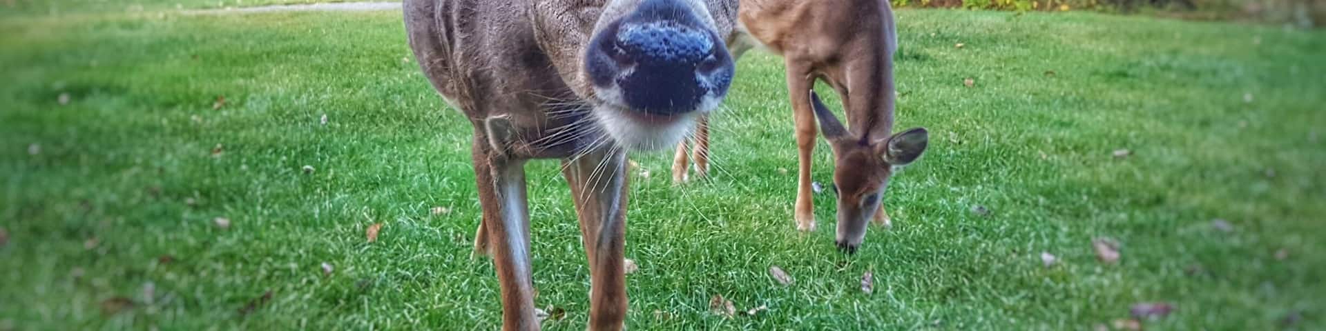 Well hello there! While my friend and I were settling into our condo rental this momma deer and her baby stopped by to say hi. She was pretty bold and came up to me looking for treats while baby hung back. So cute!