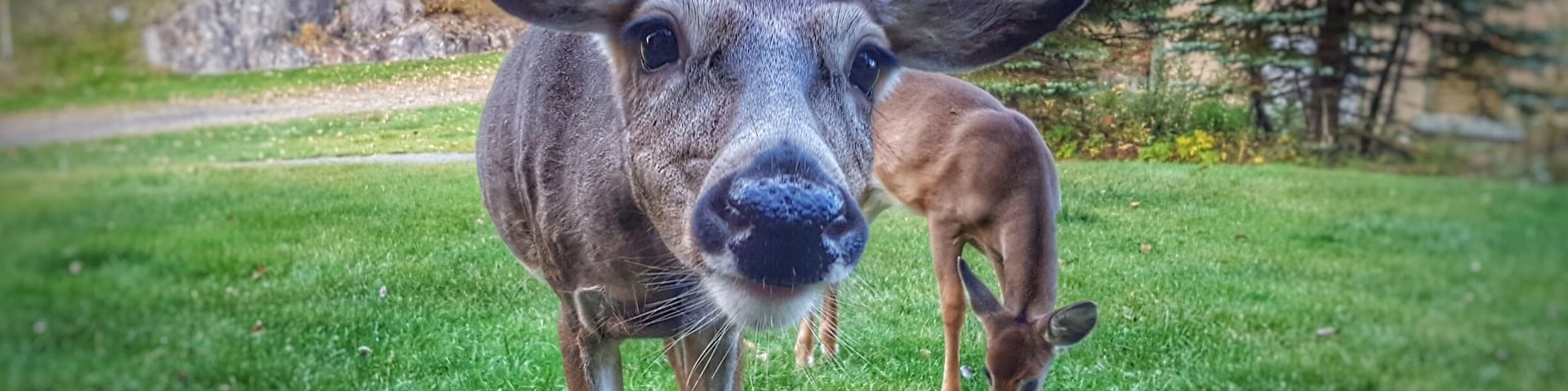 Well hello there! While my friend and I were settling into our condo rental this momma deer and her baby stopped by to say hi. She was pretty bold and came up to me looking for treats while baby hung back. So cute!