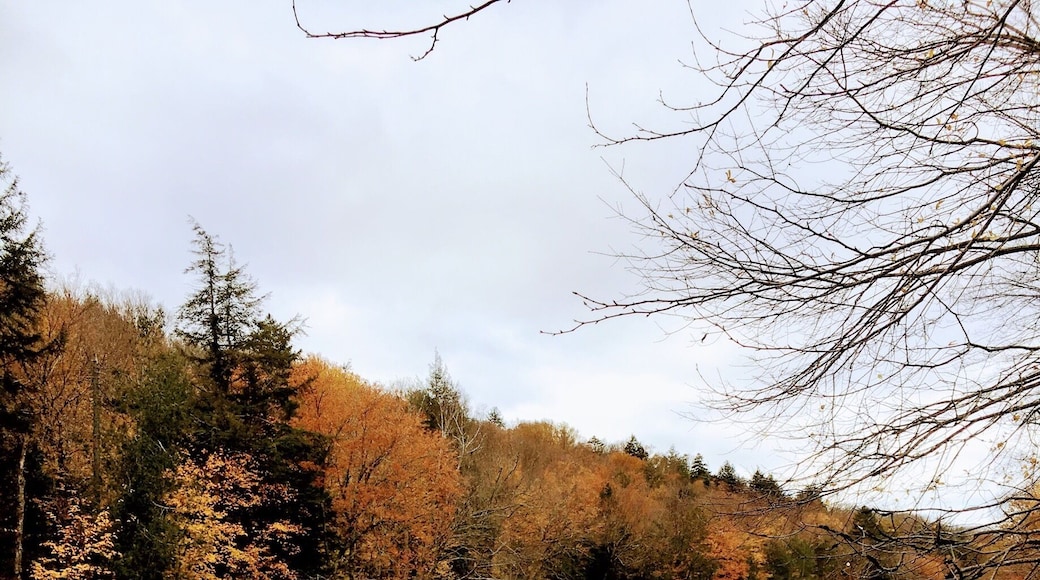 Ablaze with color now. We know winter is next! Mont Tremblant is beautiful all four seasons!