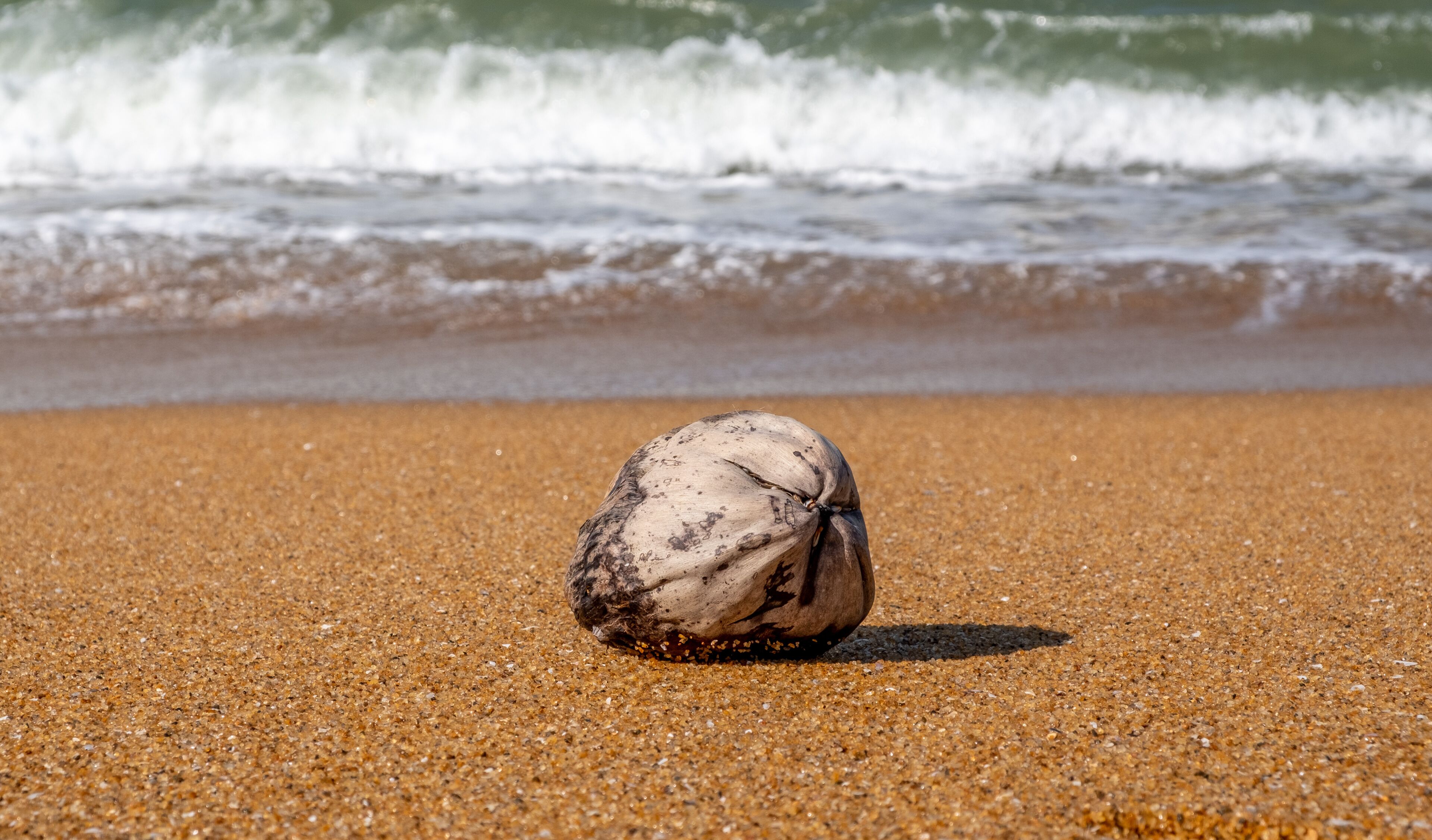 A seashell on a sandy beach with waves in the background.