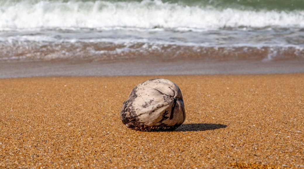 A seashell on a sandy beach with waves in the background.
