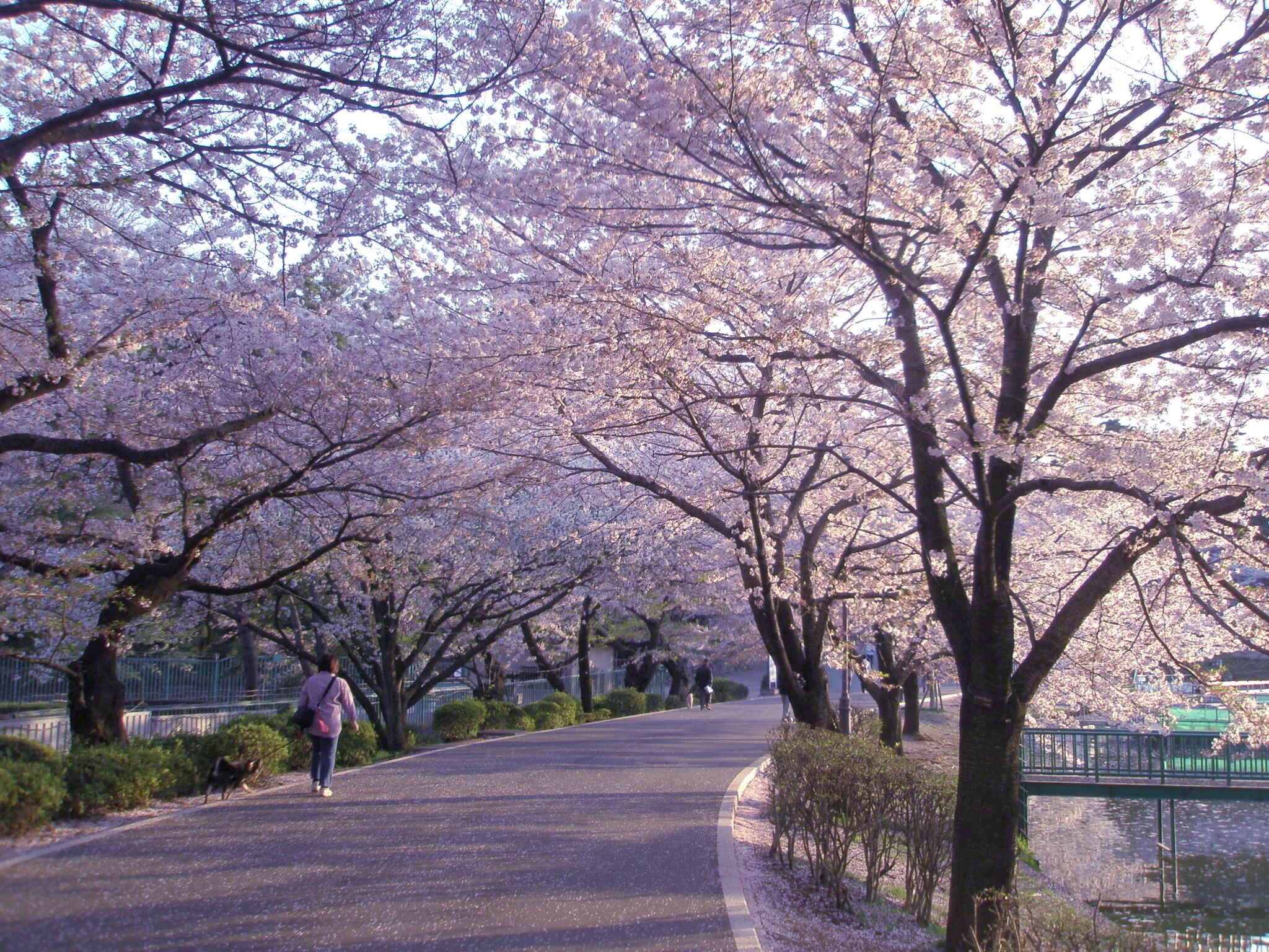 A pathway lined with cherry blossom trees, a person walking, and a bridge over a body of water.