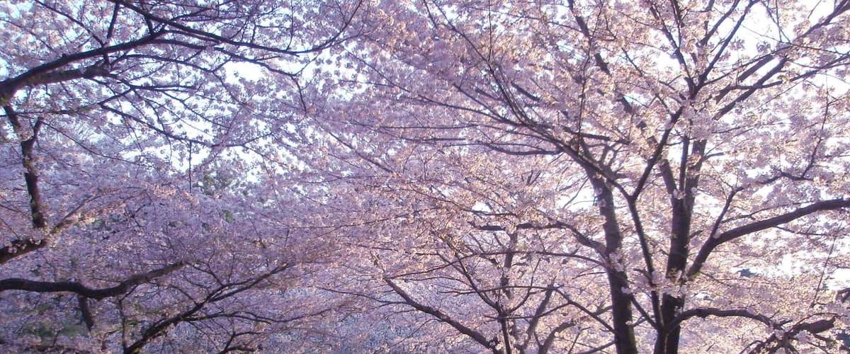大宮公園のサクラ