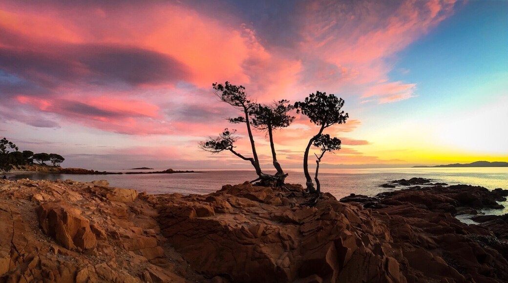 I pini sur la plage de Palombaggia (Porto-Vecchio)