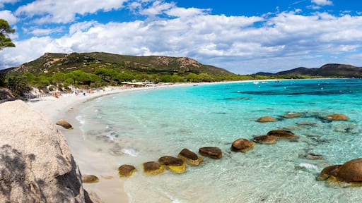 Tamaricciu beach Corsica 14k panorama of turquoise sea and pine trees in France. Scenic view of tropical crystal water and granite rocks in Porto-Vecchio. Mediterranean travel Exotic Tropics in Europe