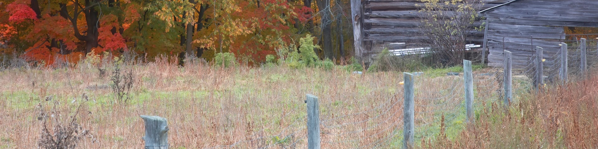Une grange en bois rustique, entourée du feuillage automnal.
