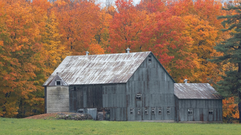 A rustic barn with a sloped roof and a smaller attached structure, surrounded by a field and a backdrop of autumn-colored trees.