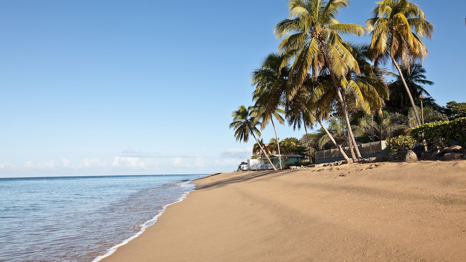 A sandy beach with palm trees and a clear blue sky.