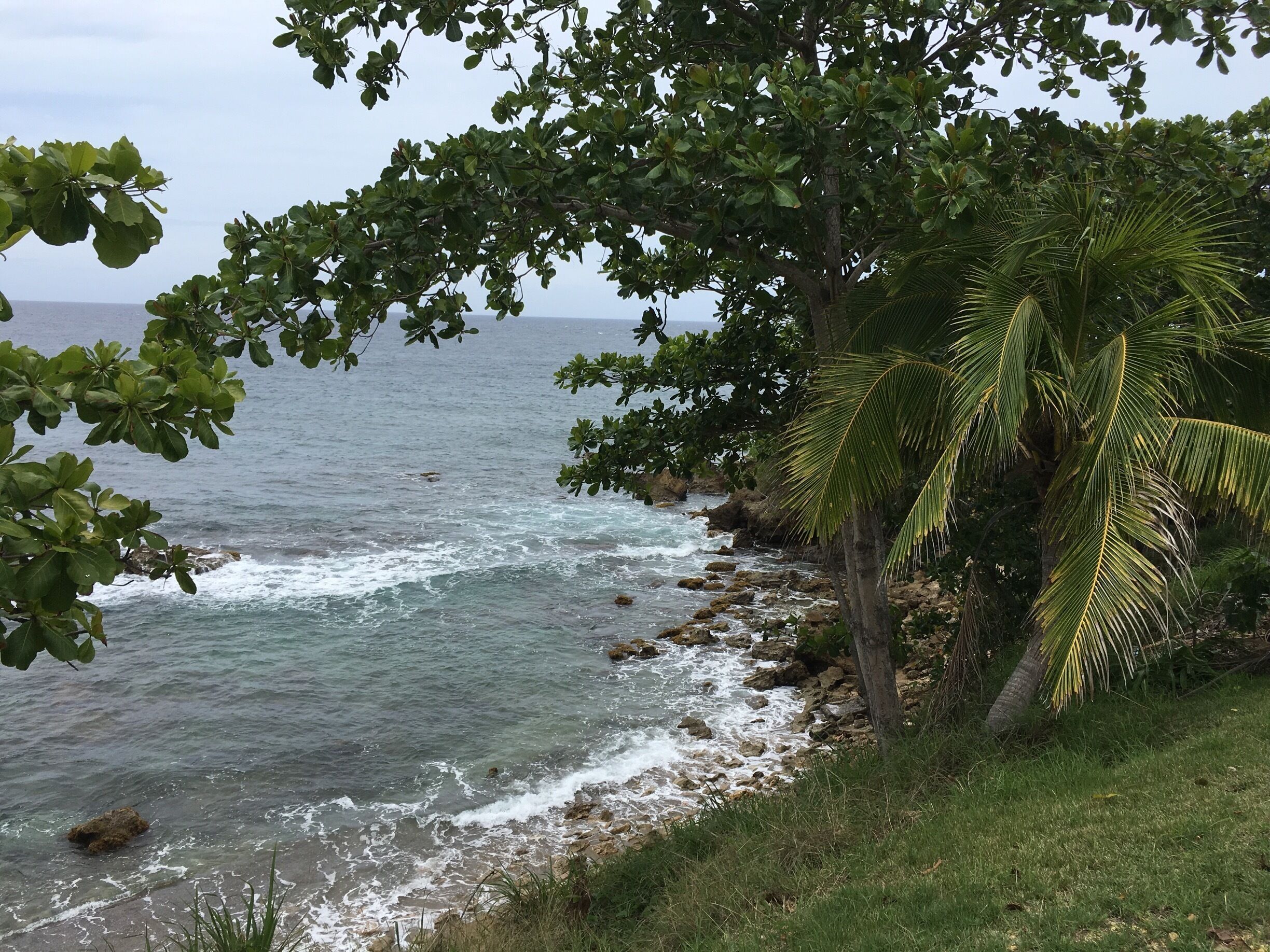 A coastal landscape with rocky shoreline, waves, and lush greenery including trees and palm fronds.