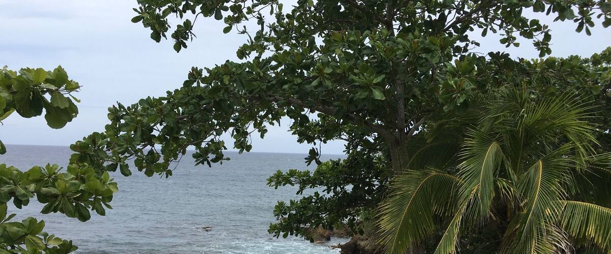 A coastal landscape with rocky shoreline, waves, and lush greenery including trees and palm fronds.