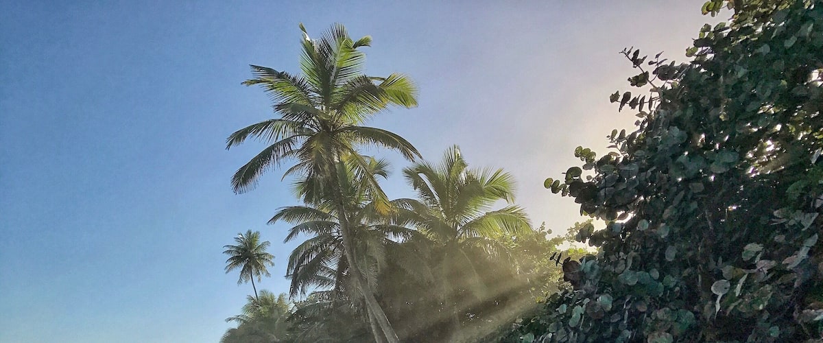 A beach with palm trees and a rocky shoreline.