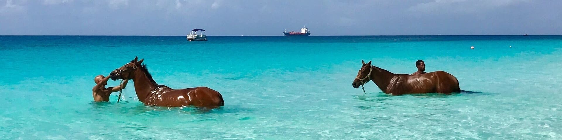 Two horses in clear turquoise water with a ship and a boat in the distance.