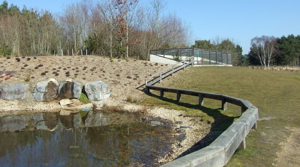 Wildlife Pond and Reptilian Enclosure, Avon Heath Country Park In the reptilian enclosure there are Slow Worms and Sand Lizards.