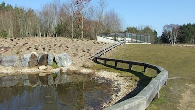 A pond with a wooden bridge, a grassy area, and trees in the background.
