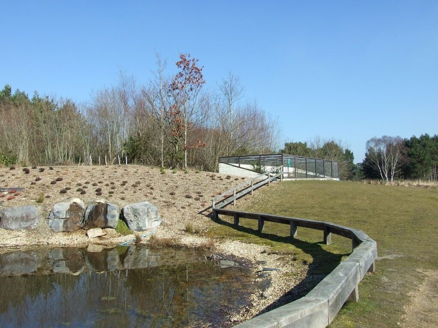 Wildlife Pond and Reptilian Enclosure, Avon Heath Country Park In the reptilian enclosure there are Slow Worms and Sand Lizards.