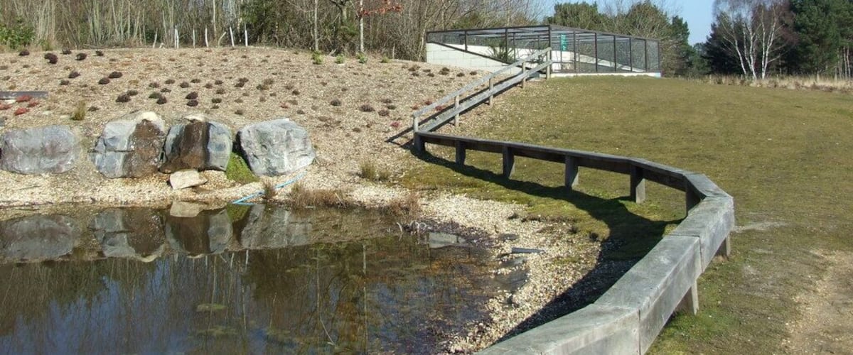 A pond with a wooden bridge, a grassy area, and trees in the background.