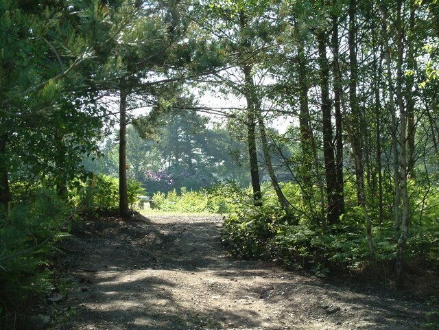Matcham's Park, Dorset. This forest is on the northern edge of Ringwood Raceway, Matcham's Park.