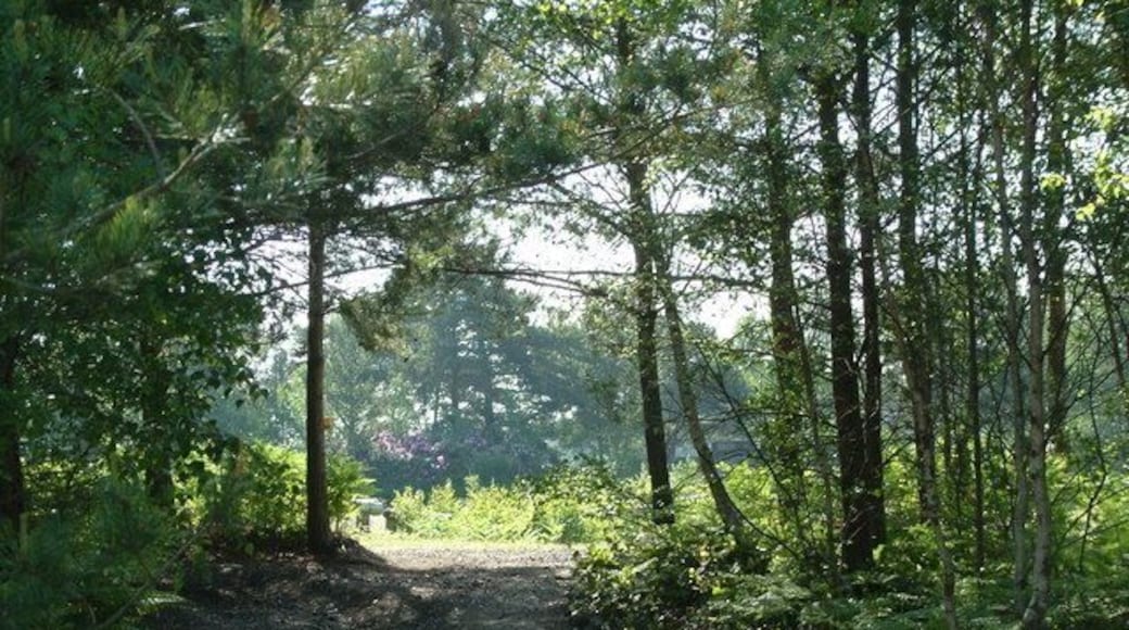Matcham's Park, Dorset. This forest is on the northern edge of Ringwood Raceway, Matcham's Park.