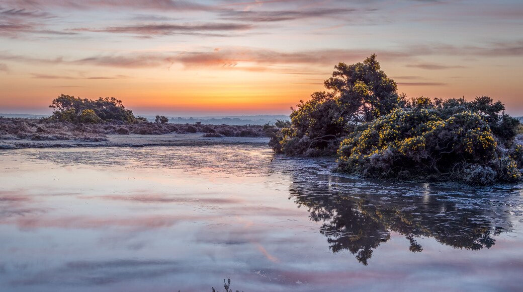 Spring sunrise over the New Forest, Hampshire, Uk with gorse bushes in yellow flower and a pond reflecting the early morning sky. Frost covers the heather in the fore and mid ground.