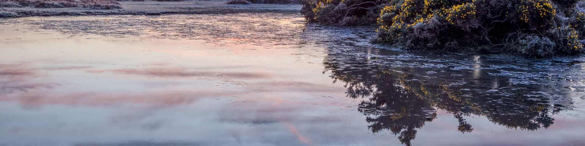Pôr do sol sobre águas calmas, com vegetação coberta de geada e árvores ao longe.
