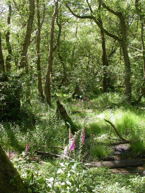 A dense forest with tall trees, green underbrush, and pink flowering plants.