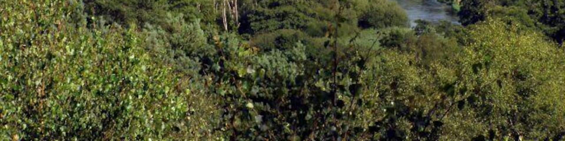 View across the Avon Valley from Matchams viewpoint Looking across the Avon valley from the car park at Matchams viewpoint. The chapel illuminated by sunlight in the trees to the left of the photo is at Bisterne, and the building towards the centre is Bisterne Manor.