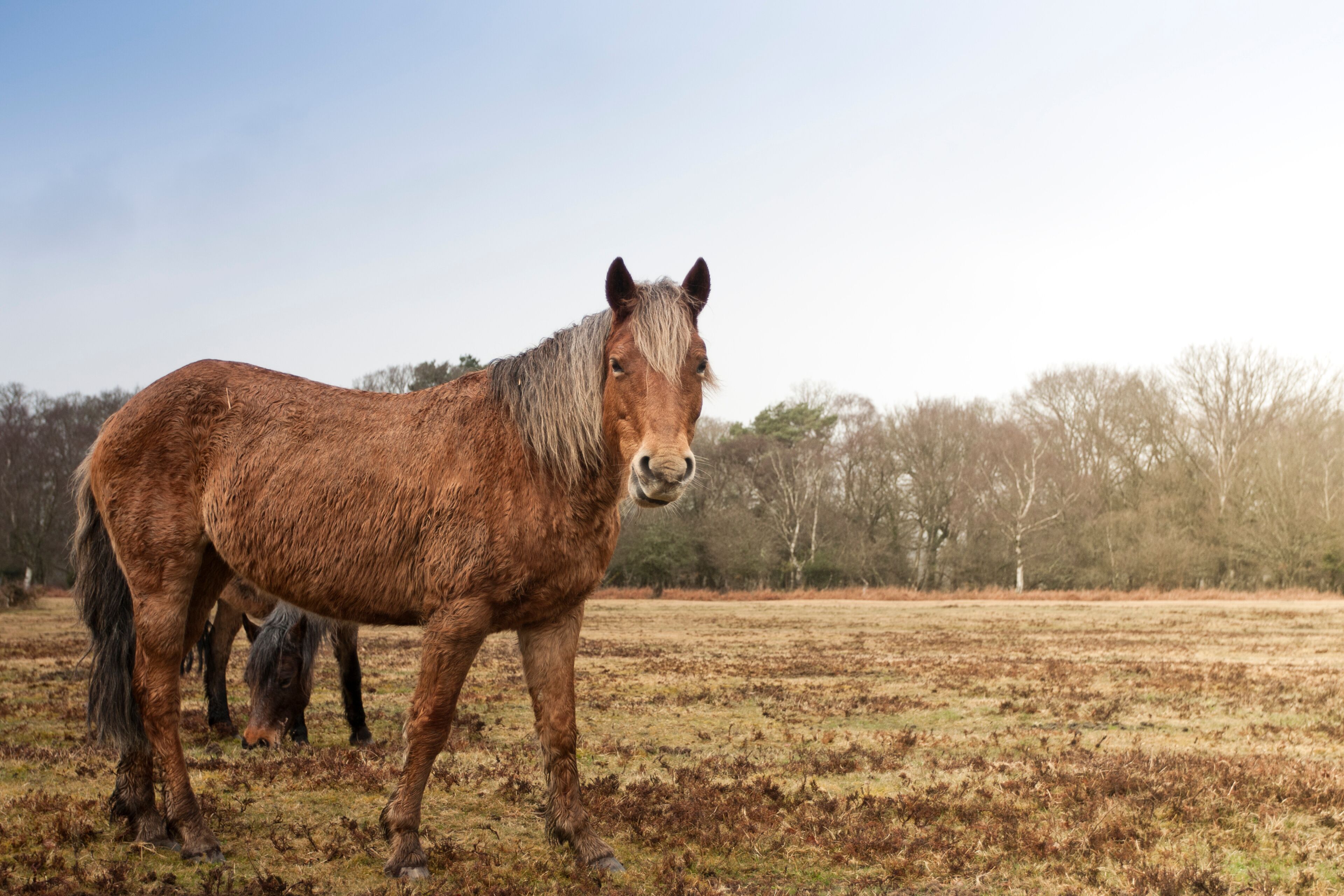 A brown horse standing in a field with trees in the background.