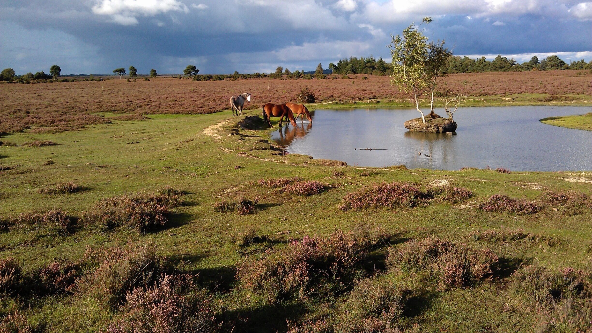 Evening tea for the ponies